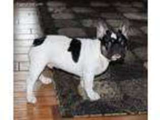 French Bulldog Puppy for sale in Swanton, OH, USA
