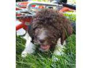 Labradoodle Puppy for sale in Logan, UT, USA