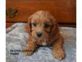 Cavapoo Puppy for sale in Mcpherson, KS, USA