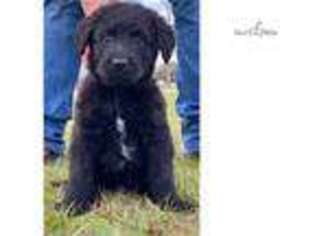 Shepadoodle Puppy for sale in Hattiesburg, MS, USA
