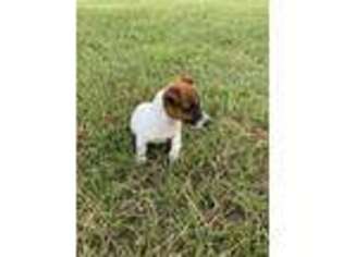 Jack Russell Terrier Puppy for sale in Hammond, LA, USA