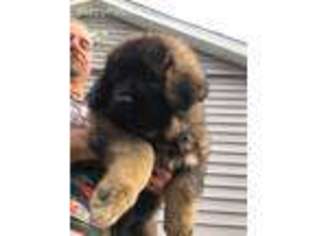 Mutt Puppy for sale in Alderson, OK, USA