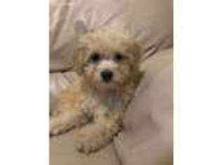 Cavapoo Puppy for sale in Springfield, MA, USA