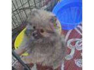 Pomeranian Puppy for sale in Centerville, TX, USA