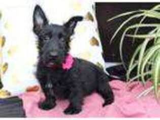 Scottish Terrier Puppy for sale in Malone, NY, USA