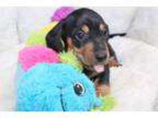 Dachshund Puppy for sale in Searcy, AR, USA