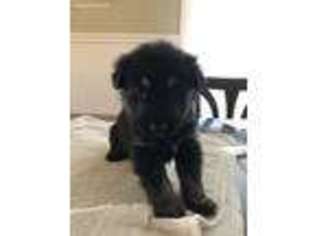 German Shepherd Dog Puppy for sale in Greeley, CO, USA