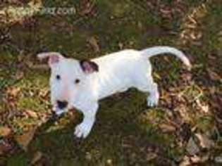 Bull Terrier Puppy for sale in Pittsburg, TX, USA