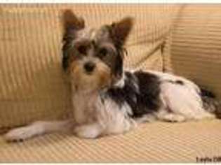 Yorkshire Terrier Puppy for sale in Charlottesville, VA, USA