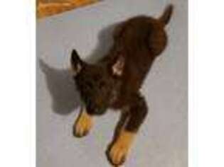 German Shepherd Dog Puppy for sale in Edgar Springs, MO, USA