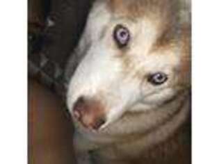 Siberian Husky Puppy for sale in Ann Arbor, MI, USA