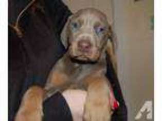 Doberman Pinscher Puppy for sale in CHERRY HILL, NJ, USA