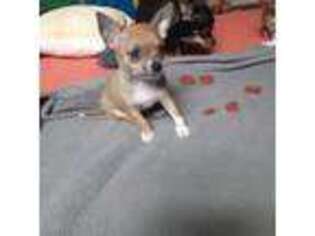 Chihuahua Puppy for sale in Trenton, OH, USA