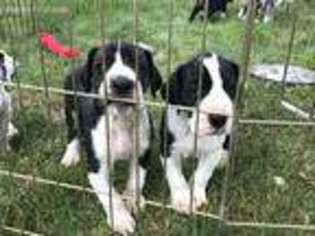 Great Dane Puppy for sale in Onsted, MI, USA