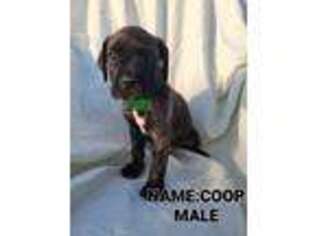 Cane Corso Puppy for sale in Opelika, AL, USA