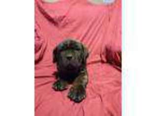 Cane Corso Puppy for sale in Jackson, GA, USA