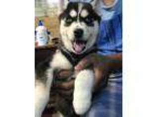 Siberian Husky Puppy for sale in Jackson Heights, NY, USA