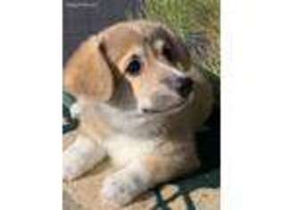 Pembroke Welsh Corgi Puppy for sale in Buckeye, AZ, USA