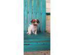 Jack Russell Terrier Puppy for sale in Blanco, TX, USA