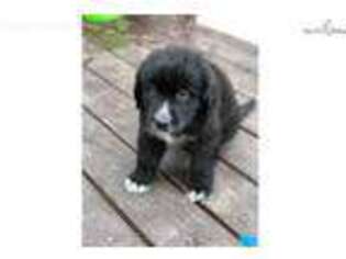 Newfoundland Puppy for sale in Frederick, MD, USA