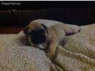 Bullmastiff Puppy for sale in Valley Springs, CA, USA