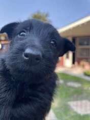 Scottish Terrier Puppy for sale in Rupert, ID, USA