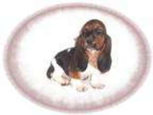 Basset Hound Puppy for sale in NASHUA, NH, USA