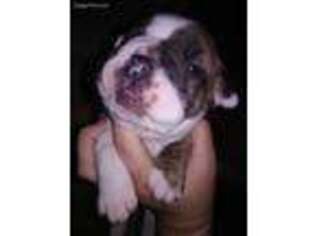 Olde English Bulldogge Puppy for sale in South Otselic, NY, USA