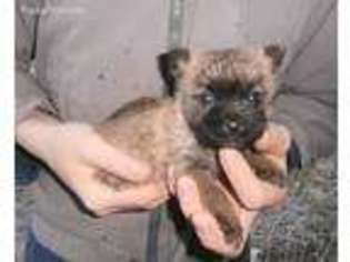 Cairn Terrier Puppy for sale in Free Union, VA, USA