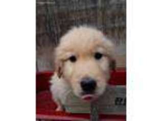Golden Retriever Puppy for sale in Lewisburg, PA, USA