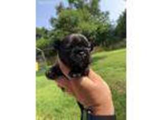French Bulldog Puppy for sale in Sylvania, OH, USA