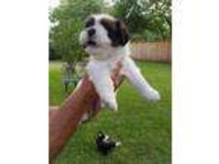 Lhasa Apso Puppy for sale in Haltom City, TX, USA