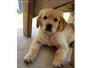 Golden Retriever Puppy for sale in Rockwall, TX, USA