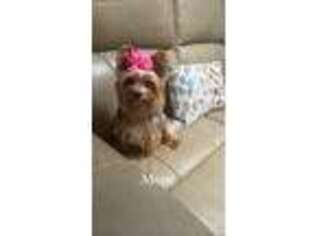 Yorkshire Terrier Puppy for sale in Lake Mary, FL, USA