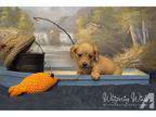 Dachshund Puppy for sale in WESTMINSTER, MA, USA