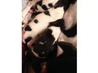 Mutt Puppy for sale in Raymore, MO, USA
