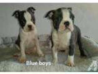 Boston Terrier Puppy for sale in COTTAGE GROVE, OR, USA