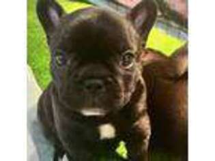 French Bulldog Puppy for sale in Celina, TX, USA