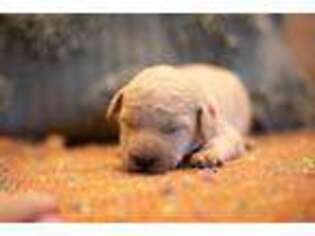 Labradoodle Puppy for sale in Covington, GA, USA