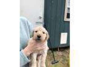 Goldendoodle Puppy for sale in Trenton, TN, USA