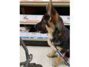 German Shepherd Dog Puppy for sale in Grovertown, IN, USA