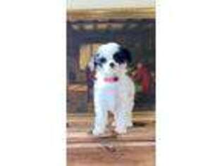 Mutt Puppy for sale in Greencastle, PA, USA