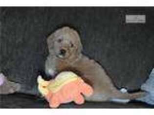 Labradoodle Puppy for sale in San Antonio, TX, USA