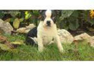 Boston Terrier Puppy for sale in Ronks, PA, USA