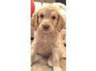 Goldendoodle Puppy for sale in Happy Valley, OR, USA