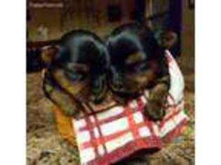 Yorkshire Terrier Puppy for sale in Westville, IL, USA