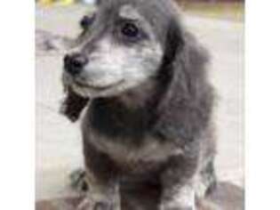 Dachshund Puppy for sale in Fayetteville, NC, USA