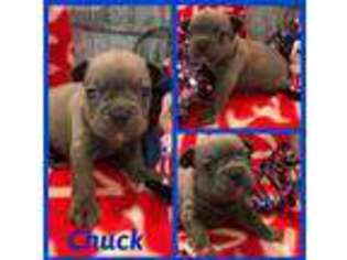 French Bulldog Puppy for sale in Fayetteville, NC, USA