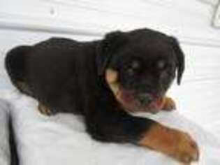 Rottweiler Puppy for sale in Chicago, IL, USA