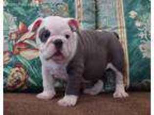 Bulldog Puppy for sale in Placerville, CA, USA